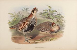 パーディックスホジソニア 作： John Gould